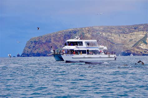 whale watching ventura oxnard